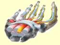 Carpal Tunnel Syndrome...